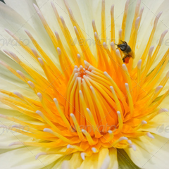 负载均衡的简单轰炸机