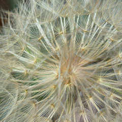 手机号狂轰滥炸软件